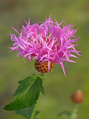 CENTAUREA 'JOHN COUTTS'