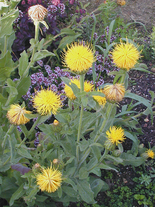 CENTAUREA THRACICA