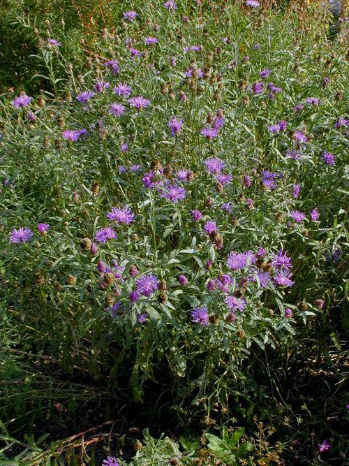 CENTAUREA JACEA