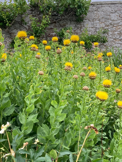 CENTAUREA MACROCEPHALA