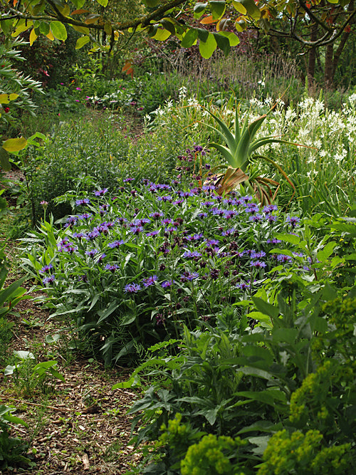 CENTAUREA MONTANA ex Tatra Mtns.
