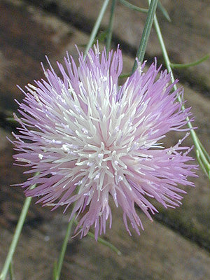 CENTAUREA SALMANTICA