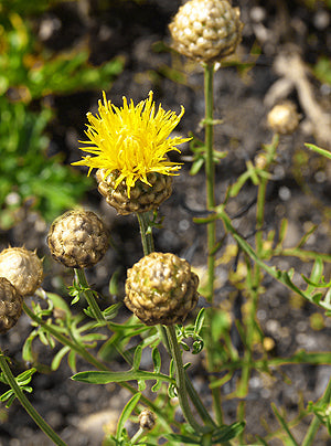 CENTAUREA ORIENTALIS