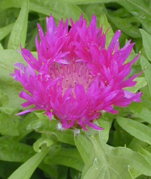 CENTAUREA DEALBATA 'STEENBERGII'