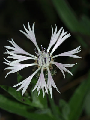 CENTAUREA TRIUMPHETTII 'HOAR FROST'
