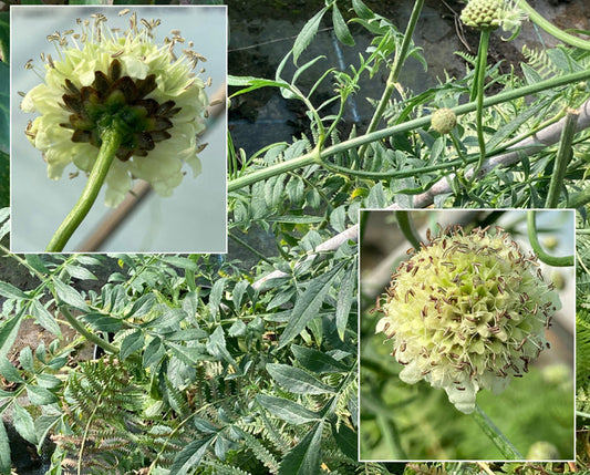 CEPHALARIA LEUCANTHA