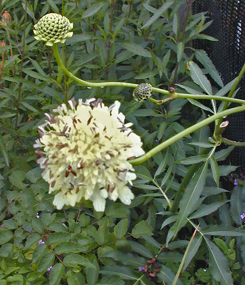 CEPHALARIA ALPINA RCB TQ-E-1