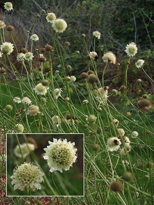 CEPHALARIA TCHIHATCHEWII