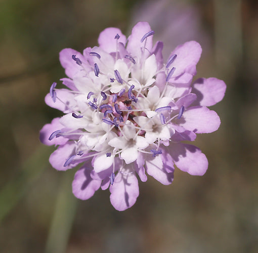 CEPHALARIA TRANSSYLVANICA W&B BG J-1