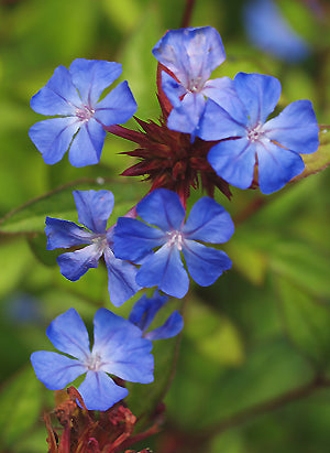 CERATOSTIGMA WILLMOTTIANUM