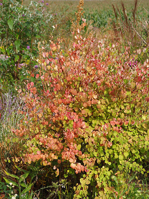 CERCIDIPHYLLUM JAPONICUM 'BOYD'S DWARF'