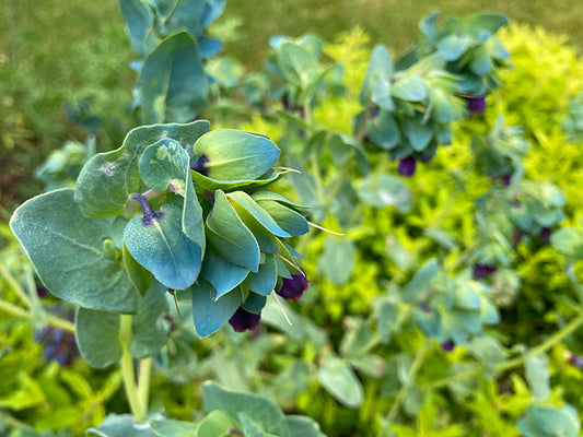 CERINTHE MAJOR 'PURPURASCENS'