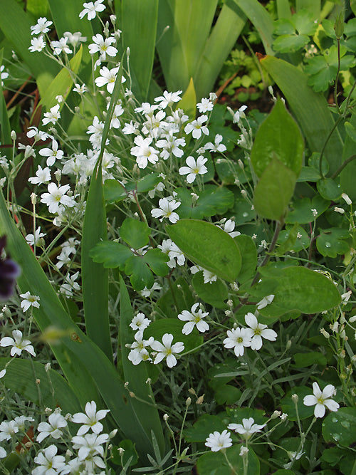 CERASTIUM TOMENTOSUM var.COLUMNAE