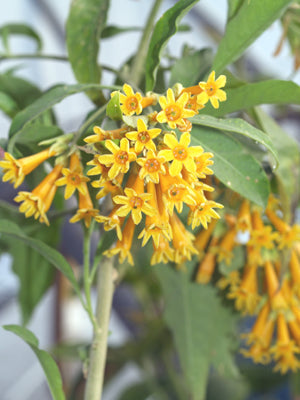 CESTRUM PARQUI 'ORANGE ESSENCE' RCB RA-P-8