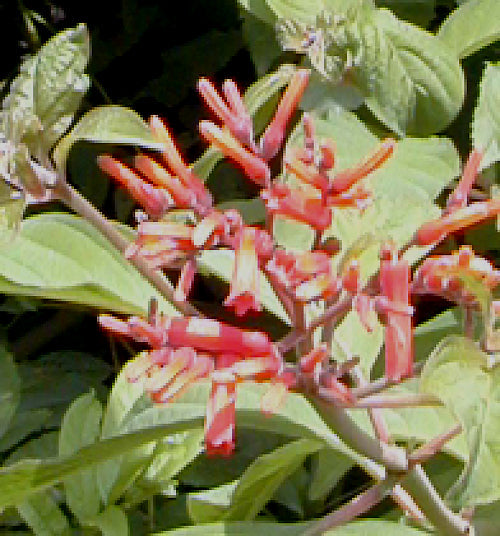 CESTRUM SP. RCB RA-AA-2