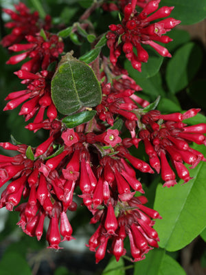 CESTRUM ELEGANS