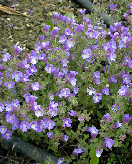 CHAENORHINUM ORIGANIFOLIUM