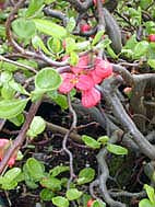 CHAENOMELES SPECIOSA 'CONTORTA'