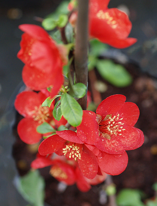 CHAENOMELES x SUPERBA 'FIRE DANCE'