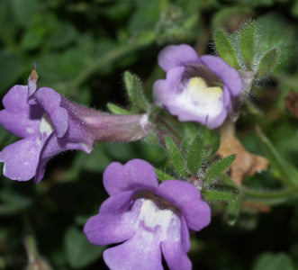 CHAENORHINUM GLAREOSUM