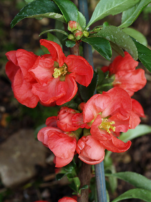 CHAENOMELES x SUPERBA 'KNAP HILL SCARLET'