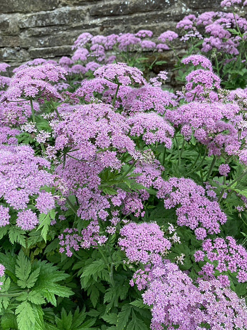 CHAEROPHYLLUM HIRSUTUM 'ROSEUM'