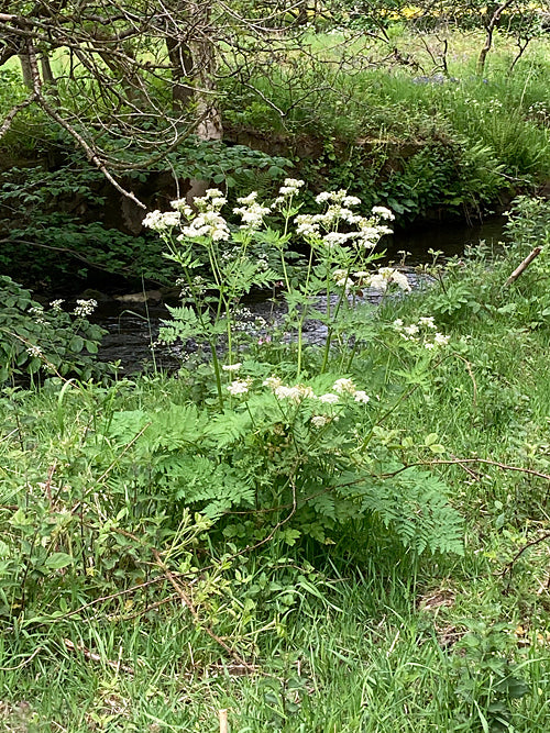 CHAEROPHYLLUM TEMULUM
