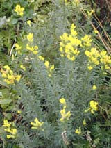 CHAMAECYTISUS HIRSUTUS