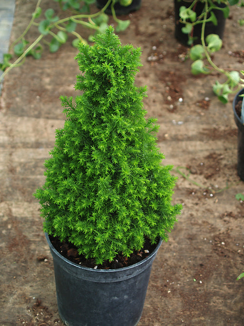 CHAMAECYPARIS THYOIDES 'TOP POINT'