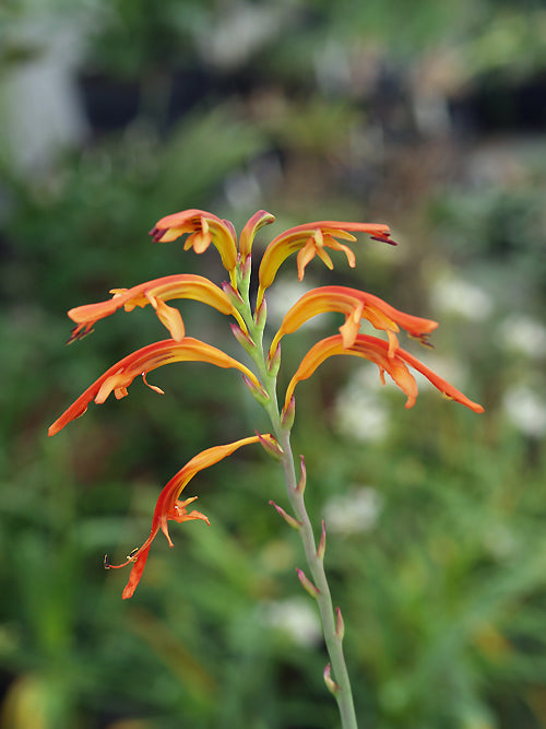 CHASMANTHE FLORIBUNDA (9cm deep)