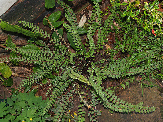 CHEILANTHES BONARIENSIS