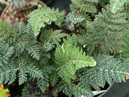 CHEILANTHES ECKLONIANA