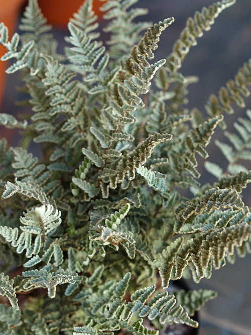 CHEILANTHES EATONII f.CASTANEA