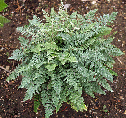 CHEILANTHES LINDHEIMERI