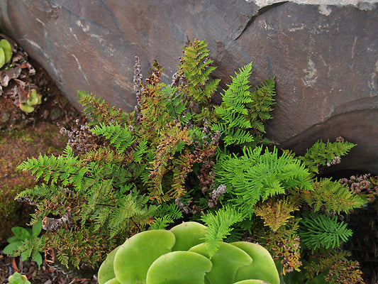 CHEILANTHES PULCHELLA