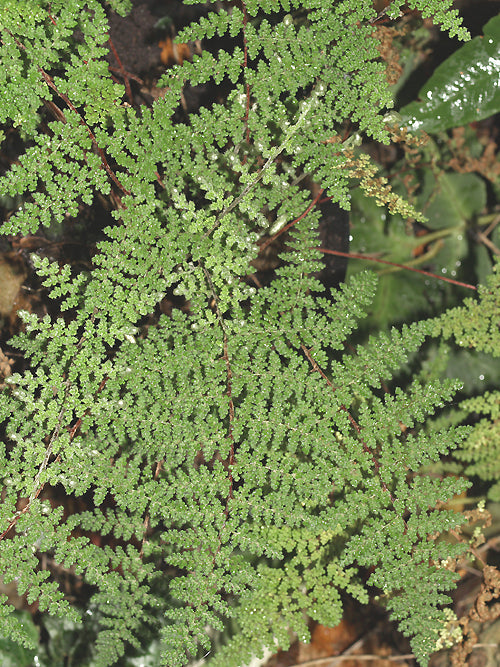 CHEILANTHES SP. RCB RA-P-28