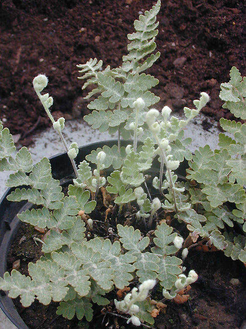 CHEILANTHES SP. RCB RA-X-5