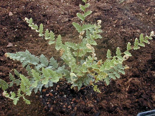 CHEILANTHES TOMENTOSA