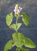 CHELONE LYONII 'HOT LIPS'