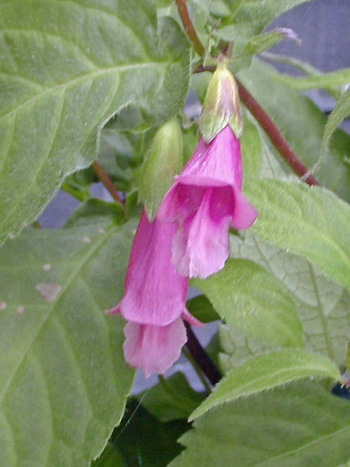 CHELONOPSIS MOSCHATA