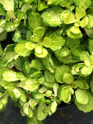 CHIASTOPHYLLUM OPPOSITIFOLIUM 'JANE'S REVERSE'