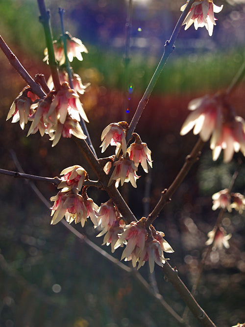 CHIMONANTHUS PRAECOX