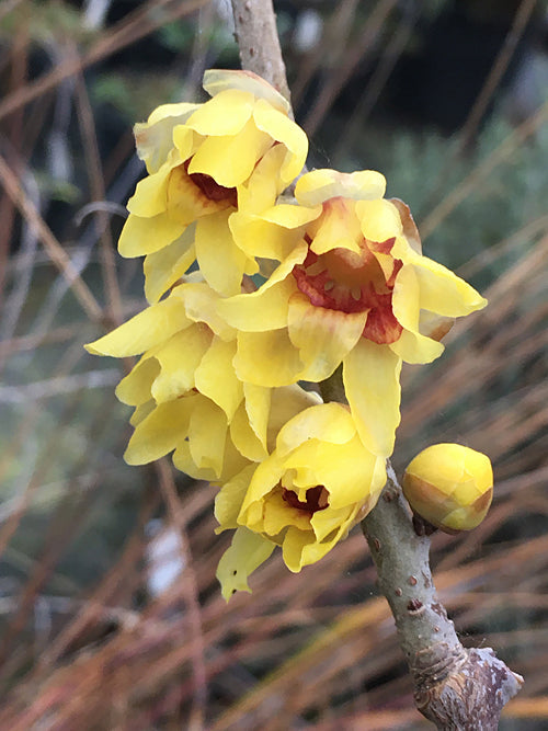 CHIMONANTHUS PRAECOX 'GRANDIFLORUS'