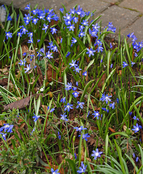 SCILLA LUCILIAE