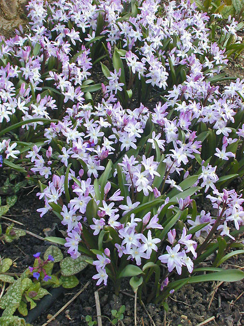 CHIONODOXA 'PINK GIANT'