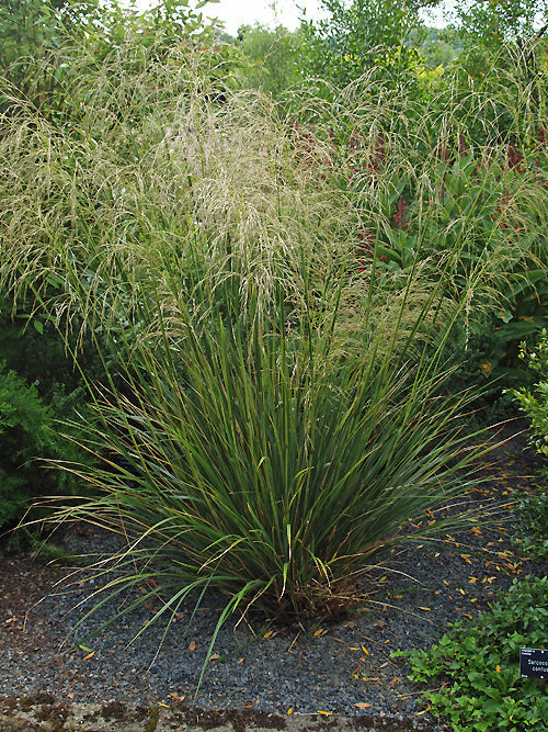 CHIONOCHLOA CONSPICUA subsp.CONSPICUA