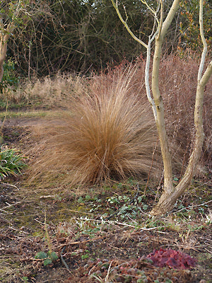 CHIONOCHLOA RUBRA