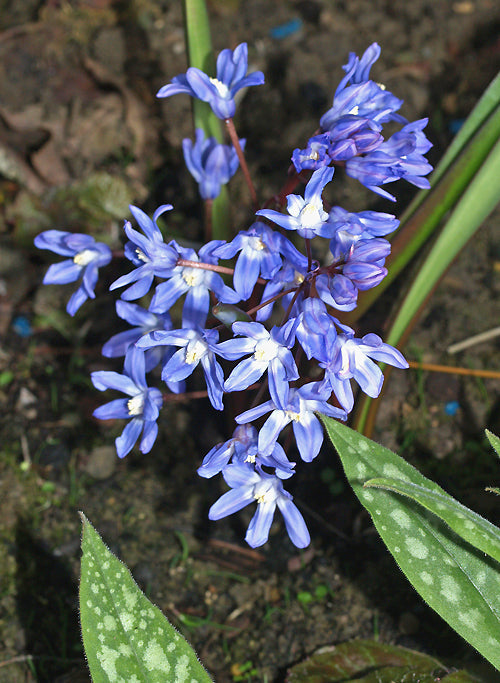 CHIONODOXA SIEHEI