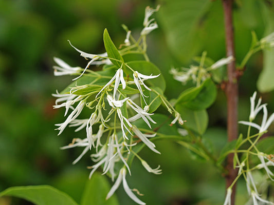 CHIONANTHUS VIRGINICUS