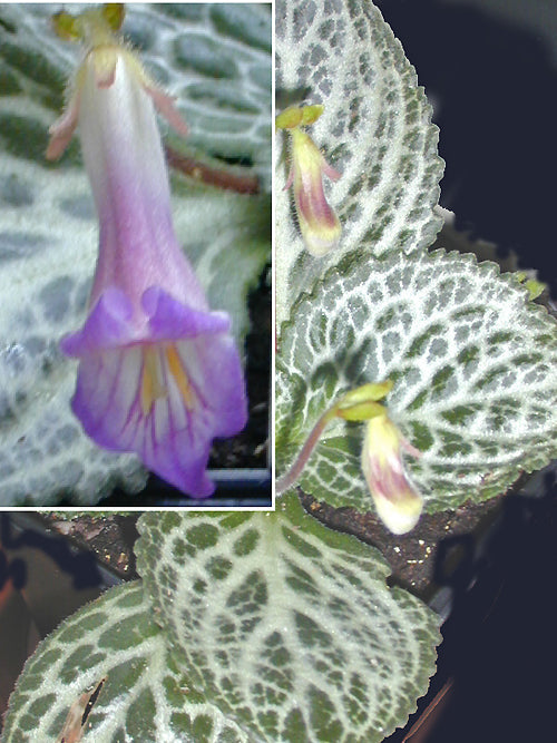 CHIRITA LIBOENSIS white-lined foliage